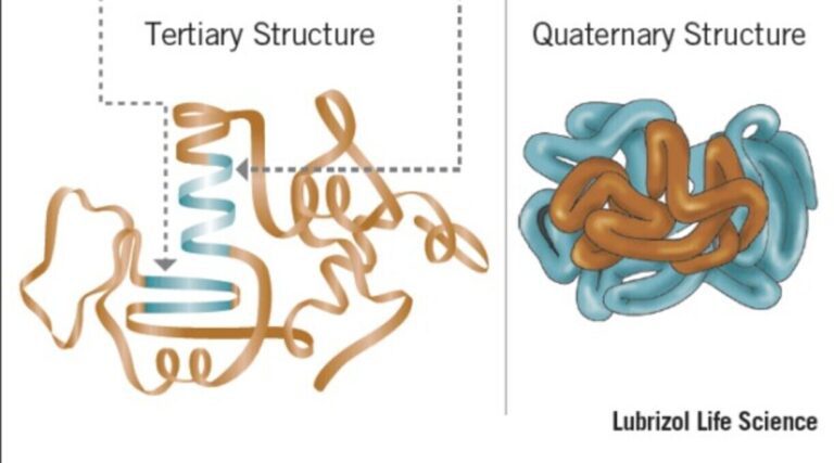 प्रोटीन